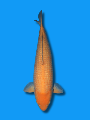 Ginrin Karashigoi | Koi&Co.